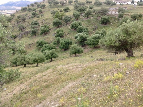 Big land for sale in Cañete La Real, Málaga