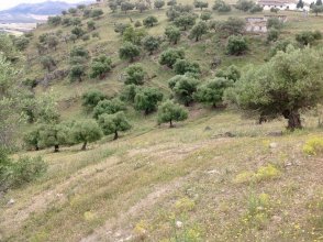 Big land for sale in Cañete La Real, Málaga