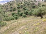 Big land for sale in Cañete La Real, Málaga